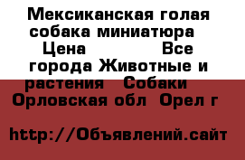 Мексиканская голая собака миниатюра › Цена ­ 53 000 - Все города Животные и растения » Собаки   . Орловская обл.,Орел г.